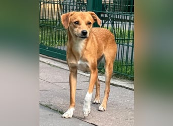 ♥PUMUCKL♥ auf Pflegestelle in Köln - zuckersüßer, kluger, sensibler, vorsichtiger Junghund 41 cm