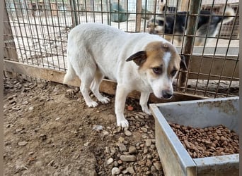 ♥MONTANA♥ süße, unkomplizierte, liebe, ruhige Hündin, die schon 2 Jahre im Tierheim wartet 49 cm