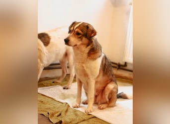 ⭐️TIMENTES⭐️, vorsichtige Hündin, 7 Jahre, 48 cm, Mischling, Tierschutz Rumänien
