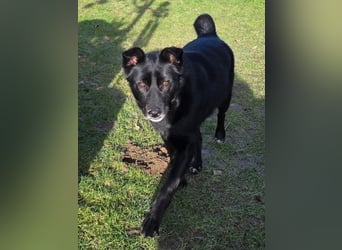 ♥KINDRA♥ neu auf Pflegestelle bei Köln - süße, verschmuste und unkomplizierte Hündin 50 cm