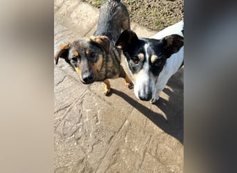 ♥FEE♥ auf Pflegestelle bei Köln - hübsche, ruhige, eher zurückhaltende, unkomplizierte Juniorin 49cm