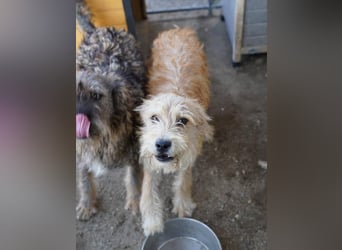 ⭐️GIMPO⭐️, lustiges Hundekind, Rüde, 11 Monate, 40 cm, Mischling, Tierschutz Rumänien