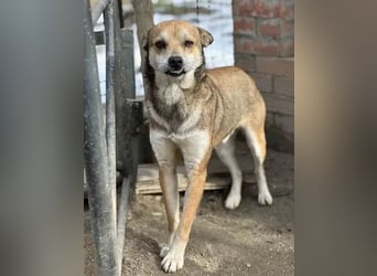 ⭐️KODA⭐️, vorsichtiger Rüde, 4,5 Jahre, 45 cm, Mischling, Tierschutz Rumänien
