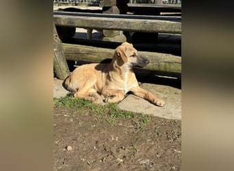 ♥DIDI♥ auf Pflegestelle bei Köln - bezaubernder, verspielter Welpenjunge 44cm - wird mittelgroß