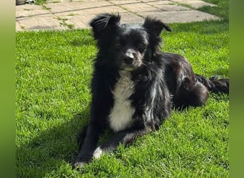 ♥ZELDA♥ auf Pflegestelle in Köln - ganz niedliche, kleine, noch etwas unsichere Hündin 41cm