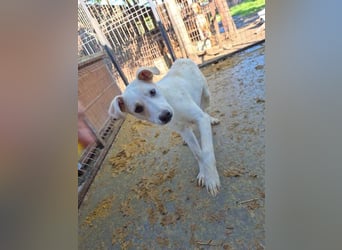 ♥LUCY♥ sportliche, lebenslustige, sehr menschenbezogene Junghündin 45 cm