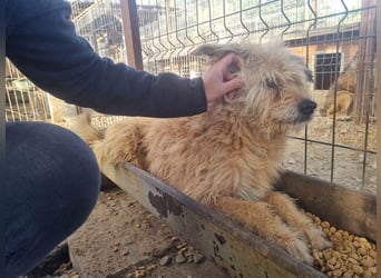 ♥LINDI♥ ruhige, sanfte, anfangs noch vorsichtige süße Hündin mit wuscheligem goldfarbenen Fell 49 cm