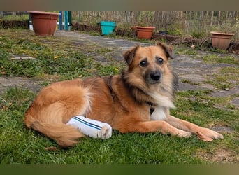 ♥DIDRIK♥ auf Pflegestelle bei Köln - süßer, lieber, dankbarer, blinder Purzel 45 cm