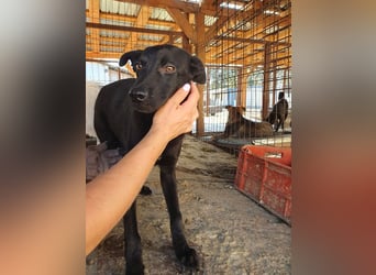 ♥BLACKY♥ wunderschöne, sanfte, sensible Seele, die schon so erschöpft ist 41 cm