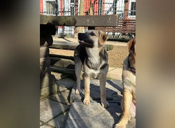 ♥DINA♥ auf Pflegestelle bei Köln-hübsches, liebes, verspieltes Welpenmädchen 42cm