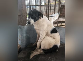 ♥BRAN♥ wunderschöner, ganz lieber, anfangs noch zurückhaltender Junghund 48 cm