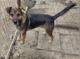 ♥BEN♥ Traumhund mit wundervollem Charakter, der auf seine Menschen wartet 49 cm
