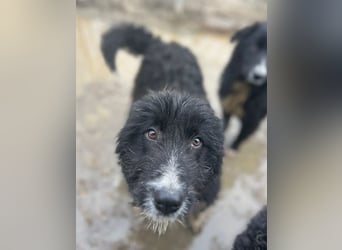⭐️GIAN⭐️, toller Begleiter, Rüde, 1 Jahr, 50 cm, Mischling, Tierschutz Rumänien