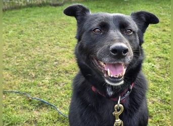 ♥KINDRA♥ neu auf Pflegestelle bei Köln - süße, verschmuste und unkomplizierte Hündin 50 cm