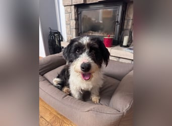 ♥OLE♥ neu auf Pflegestelle bei Köln - süßer, unkomplizierter, lieber Rüde mit tollem Charakter 45cm