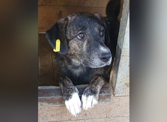 ♥RUSTY♥ unfassbar verschmuster und kuschelbedürftiger, wunderschöner, gestromter Rüde 49 cm