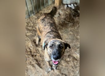 ♥JOELINA♥ super liebe, verschmuste hübsche gestromte Hündin 49 cm