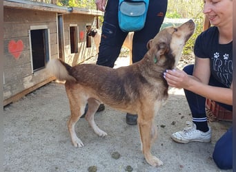 ♥CODY♥ wunderschöner tricolor-farbener, anhänglicher, sportlicher Rüde 45 cm