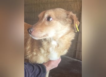 ♥CARRIE♥ süße, noch unsichere, kleine sensible Seele 41 cm
