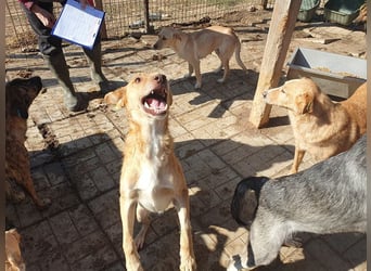 ♥SANTOS♥ anhänglicher, fröhlicher, aktiver, ganz toller Rüde 44 cm