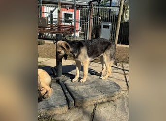 ♥DINA♥ auf Pflegestelle bei Köln-hübsches, liebes, verspieltes Welpenmädchen 42cm