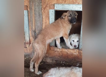 ♥LORD♥ ganz niedlicher,sehr lieber Junghund,der in einem dunklen Zwinger hocken muss-wird mittelgroß