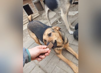 ♥MALAIKA♥ wunderschöne, fröhliche, aktive Hündin mit ganz viel Charme 50 cm