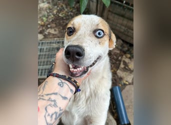 ⭐PICCOLO⭐, Rüde, 1,5 Jahre, 45 cm, Mischling, Tierschutz Rumänien