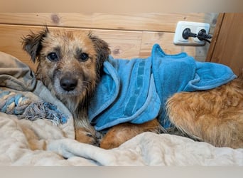 ♥DIDRIK♥ auf Pflegestelle bei Köln - süßer, lieber, dankbarer, blinder Purzel 45 cm