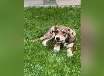 ♥HENRY♥ auf Pflegestelle bei Köln - zuckersüßer kleiner Sonnenschein 46 cm (wachsend)