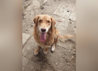 ♥CESAR♥ sehr menschenbezogener Rüde, der wie ein tiefergelegter Golden Retriever wirkt 45 cm