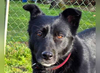 ♥KINDRA♥ neu auf Pflegestelle bei Köln - süße, verschmuste und unkomplizierte Hündin 50 cm