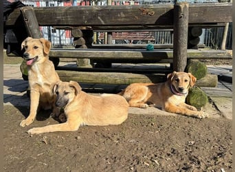 ♥DIDI♥ auf Pflegestelle bei Köln - bezaubernder, verspielter Welpenjunge 44cm - wird mittelgroß