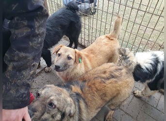 ♥ALESSIA♥ zuckersüße, ganz liebe Junghündin, die viel zu geben hat und kaum etwas erwartet 47 cm