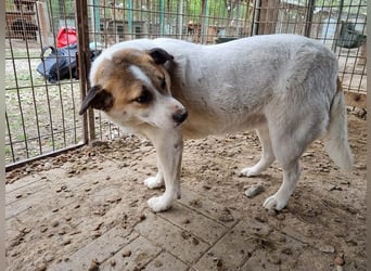 ♥MONTANA♥ süße, unkomplizierte, liebe, ruhige Hündin, die schon 2 Jahre im Tierheim wartet 49 cm