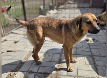 ♥FABIO♥ wunderschöner, aufgeweckter, ganz menschenbezogener Jungspund 49 cm