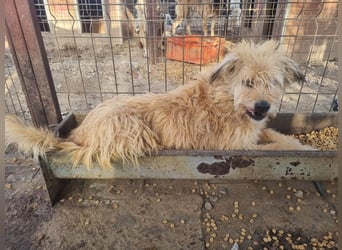 ♥LINDI♥ ruhige, sanfte, anfangs noch vorsichtige süße Hündin mit wuscheligem goldfarbenen Fell 49 cm