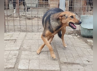 ♥MALAIKA♥ wunderschöne, fröhliche, aktive Hündin mit ganz viel Charme 50 cm