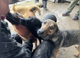 ♥MARCO♥ süßer, ganz lieber und menschenbezogener Rüde mit sanftem Charakter 46 cm