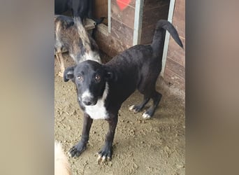 ♥MIRU♥ bezaubernder, lieber, zutraulicher, fröhlicher Jungrüde, der alles richtig machen möchte 47cm