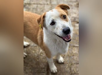 ♥ALAN♥ hübscher, offener, liebe Seele von Hund 45 cm