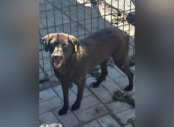 ♥MISSY♥ ab 15. Aug auf Pflegestelle in Köln - süße, zierliche, noch etwas vorsichtige Hündin 45cm