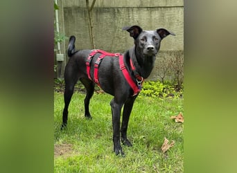 ♥SHADOW♥ verliert sein Zuhause bei Köln - süßer, verschmuster und temperamentvoller Junior 49cm
