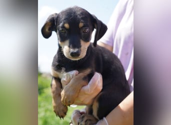 ⭐️Mila⭐️, zum Verlieben, Welpe, Hündin, 3 Monate, 25 cm (im Wachstum), Mischling, Tierschutz Rumänie