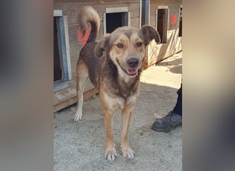 ♥CODY♥ wunderschöner tricolor-farbener, anhänglicher, sportlicher Rüde 45 cm