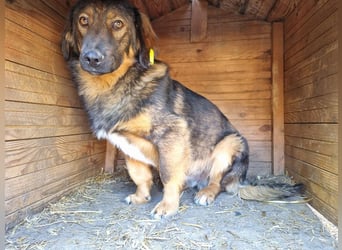 ♥KIDO♥ absolut verschmuster, anhänglicher und aufgeschlossener Rüde 43 cm