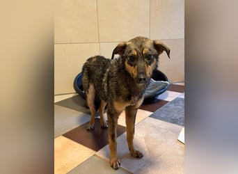 ♥FEE♥ auf Pflegestelle bei Köln - hübsche, ruhige, eher zurückhaltende, unkomplizierte Juniorin 49cm