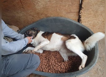 ♥LUCA♥ wunderschöner, total verschmuster, sehr menschenbezogener, sportlicher Junior 42 cm