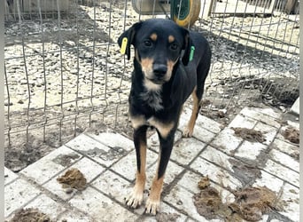 ♥LUBI♥ hübscher, ganz lieber, noch etwas ängstlicher Rüde mit dem süßen Unterbiss 45 cm