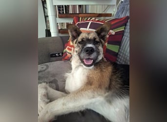 OLIVIA, Traumhündin, 2 Jahre, 50 cm, Pflegestelle 53773, Tierschutz Rumänien